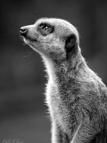 Suricate