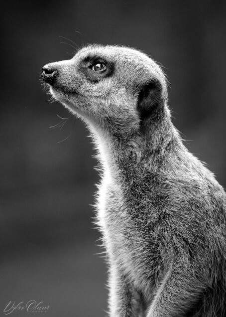 Suricate