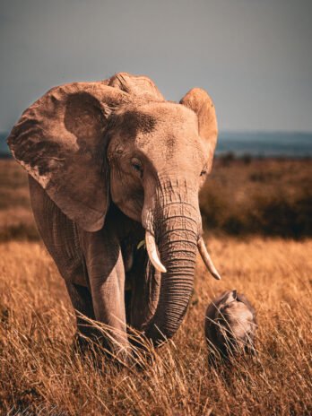 Eléphants