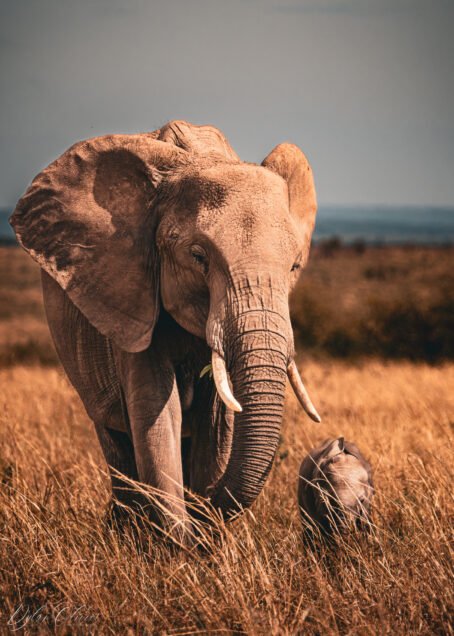 Eléphants