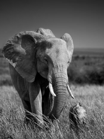 Eléphants