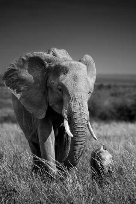 Eléphants