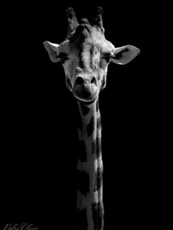 Girafe