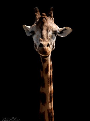 Girafe