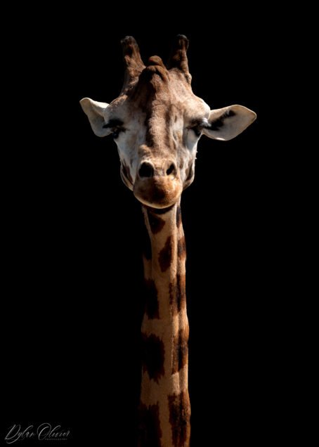 Girafe