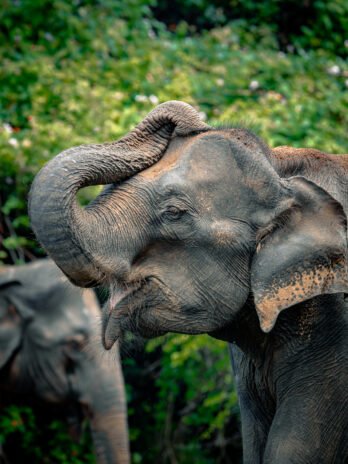 Eléphant