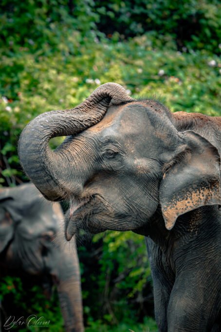 Eléphant