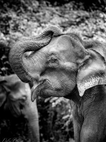 Eléphant