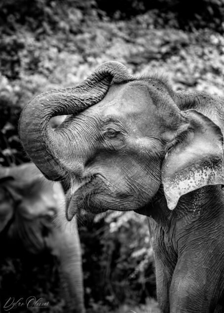 Eléphant