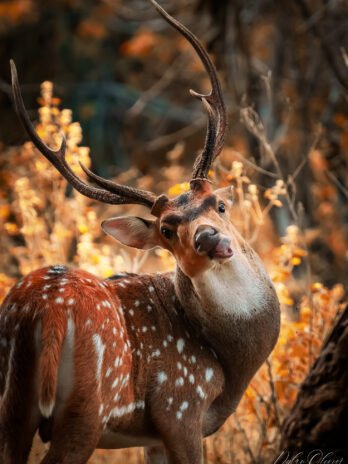 Cerf