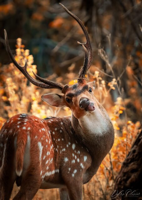 Cerf