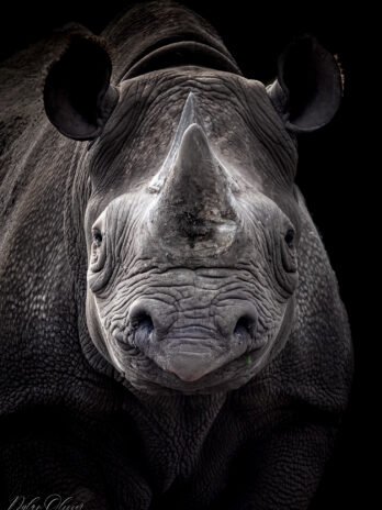 Rhinocéros