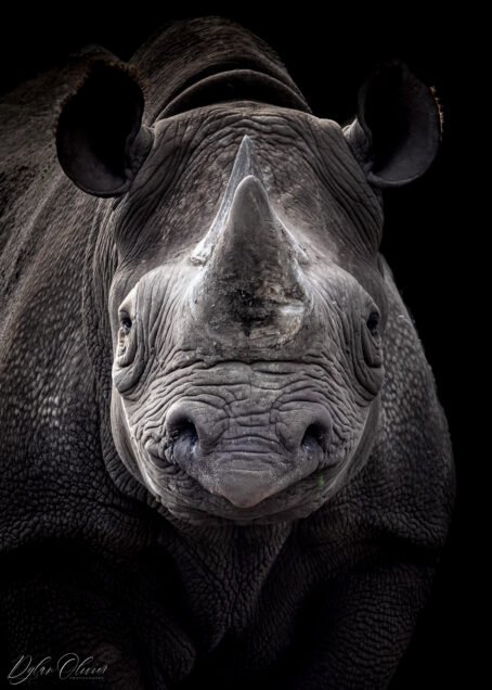 Rhinocéros