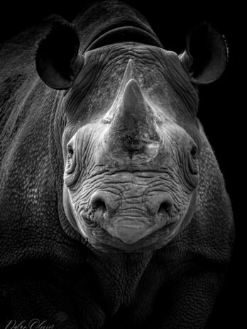 Rhinocéros