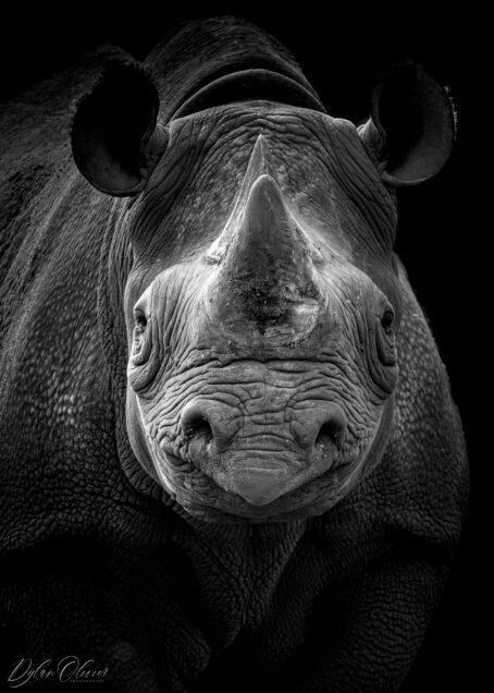Rhinocéros