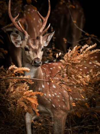 Cerf