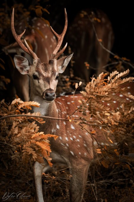 Cerf