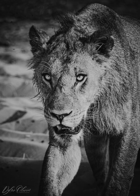 Lion