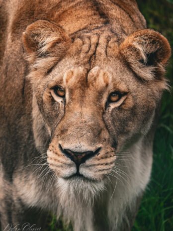 Lionne