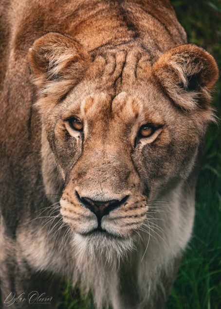 Lionne