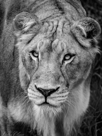 Lionne