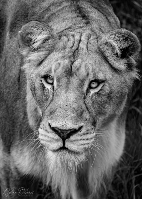 Lionne