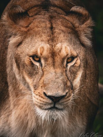 Lionne