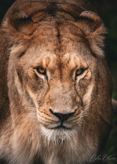 Lionne