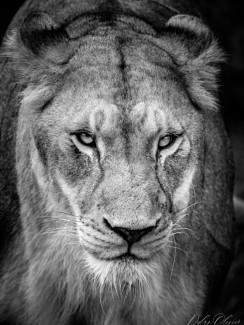 Lionne