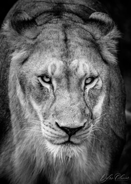 Lionne