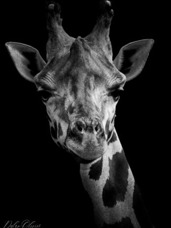 Girafe