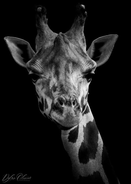 Girafe