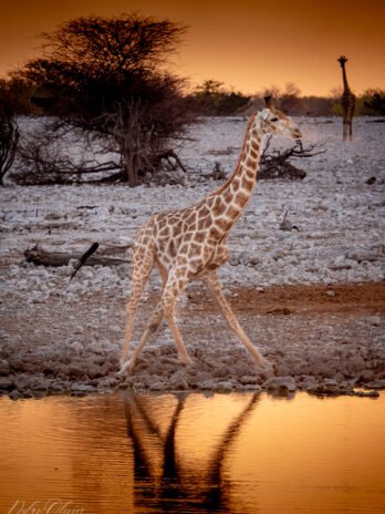 Girafe