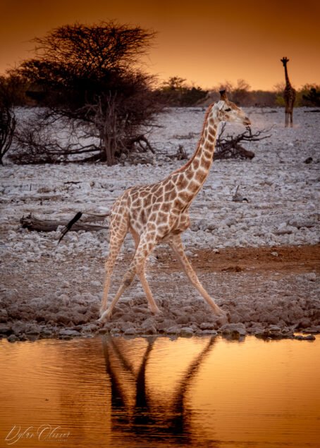 Girafe