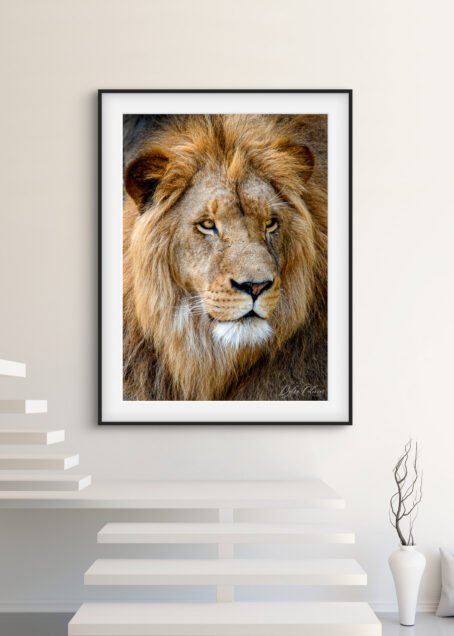 Lion - Image 2