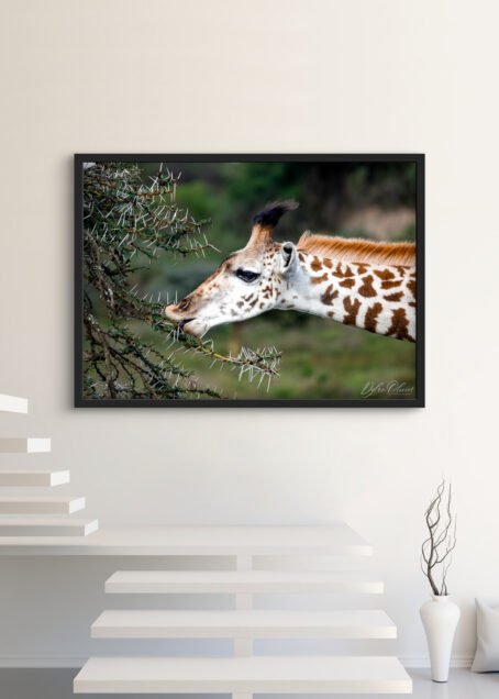 Girafe - Image 3