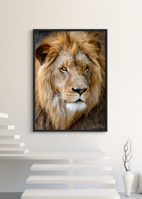 Lion - Image 3