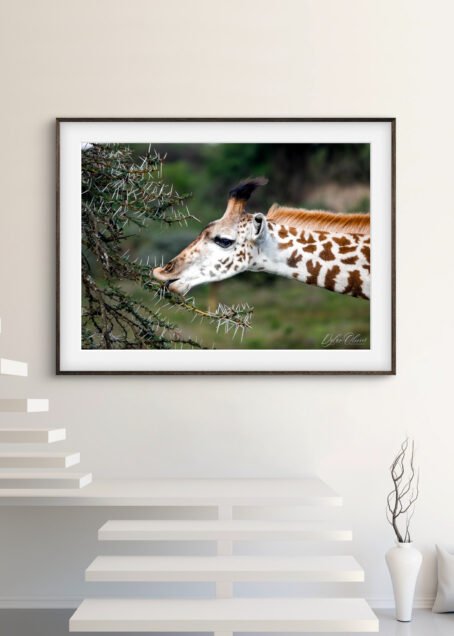 Girafe - Image 2
