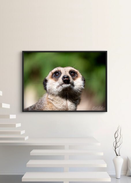 Suricate - Image 3