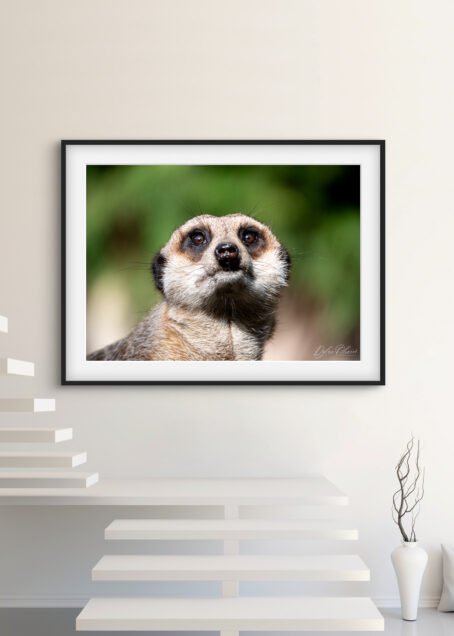 Suricate - Image 2
