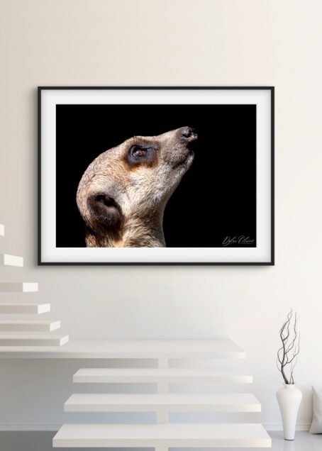 Suricate - Image 2