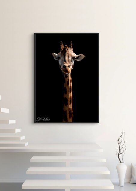 Girafe - Image 3