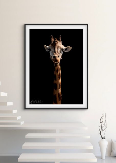 Girafe - Image 2
