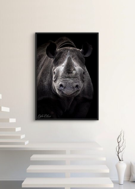 Rhinocéros - Image 3