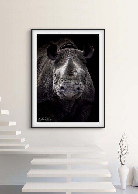 Rhinocéros - Image 2