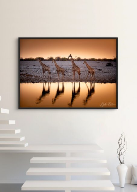 Girafes - Image 3