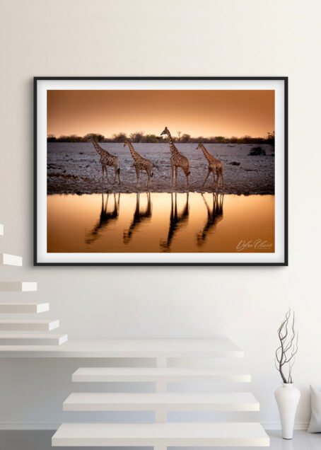 Girafes - Image 2
