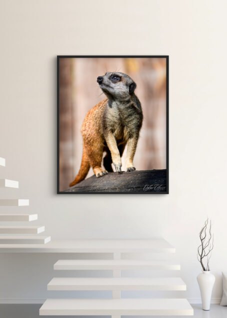 Suricate - Image 3
