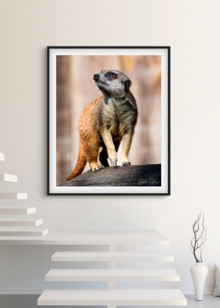Suricate - Image 2