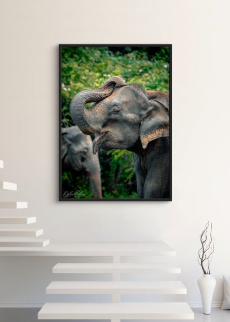 Eléphant - Image 3